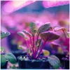 LED növénynevelő lámpa LED KOBI PLANTY CLIP W 1xE27 White Kobi Design