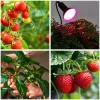 LED növénynevelő lámpa LED PLANTY CLIP B 1xE27 Black Kobi Design