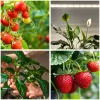 LED növénynevelő lámpa LED GROWLY 15W – Kobi Design