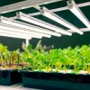 LED növénynevelő lámpa LED GROWLY 9W – Kobi Design