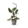 LED növénynevelő lámpa LED VERDI V2 5W 1300K white Kobi Design fehér