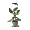 LED növénynevelő lámpa LED VERDI V2 5W 1300K Kobi Design fekete